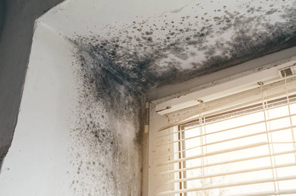 Affordable Mold Removal solutions in Sparta, IL